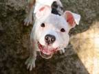 Adopt Monkey - pending adoption a White Mixed Breed (Small) / Mixed Breed