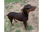 Adopt Renee a Red/Golden/Orange/Chestnut Doberman Pinscher / Mixed dog in Grand