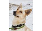 Adopt Estella a White Shepherd (Unknown Type) / Mixed dog in Divide
