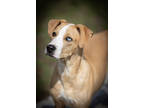 Adopt Remi a Tan/Yellow/Fawn American Pit Bull Terrier / Labrador Retriever /