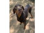 Adopt Adelle a Brindle Doberman Pinscher / Mixed (short coat) dog in Grand