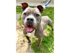 Adopt Old Spice a Gray/Blue/Silver/Salt & Pepper American Pit Bull Terrier /