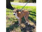 Adopt Hestia a Tan/Yellow/Fawn Mixed Breed (Medium) / Mixed Breed (Medium) /