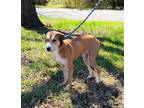 Adopt Hestia a Tan/Yellow/Fawn Mixed Breed (Medium) / Mixed dog in Atchison