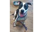 Adopt Bessie a Black American Pit Bull Terrier / Mixed Breed (Medium) / Mixed