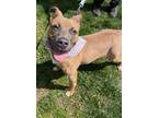 Adopt Finnegan a Tan/Yellow/Fawn Mixed Breed (Large) / Mixed dog in Worcester