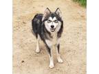 Adopt Lucy a Black Alaskan Klee Kai / Mixed Breed (Medium) / Mixed (short coat)