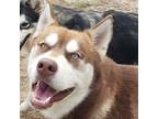 Adopt Kaiser a Brindle Alaskan Klee Kai / Mixed Breed (Medium) / Mixed (short