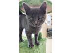 Adopt Ash 41033 a Domestic Shorthair / Mixed cat in Pocatello, ID (41403231)