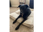 Adopt Dakota a Black Labrador Retriever / Mixed dog in Fresno, CA (41411754)