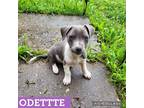 Adopt Odette a White - with Gray or Silver Jack Russell Terrier / Rat Terrier /