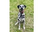 Adopt Louis a Black - with White Dalmatian / Mixed dog in Milford, PA (41411626)