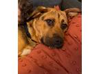 Adopt Pumpkin a Tan/Yellow/Fawn - with Black Terrier (Unknown Type