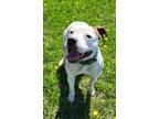 Adopt Baby a American Pit Bull Terrier / Mixed dog in Medford, WI (41411603)