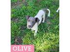 Adopt Olive a White - with Gray or Silver Jack Russell Terrier / Rat Terrier /