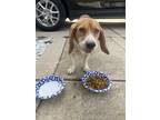 Adopt Butch a Brown/Chocolate - with Black Beagle / Mixed dog in Spring Lake