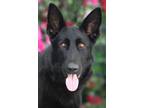 Adopt Beauty von Bann a Black German Shepherd Dog / Mixed dog in Los Angeles