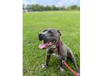 Adopt Blue a American Pit Bull Terrier / Mixed dog in St.