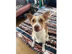 Adopt Arlo a White - with Brown or Chocolate Mutt / Mixed dog in Anaheim