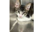 Adopt Nico a Domestic Shorthair / Mixed (short coat) cat in Jonesboro
