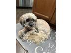 Adopt Lola a Tan/Yellow/Fawn Shih Poo / Mixed dog in Chino, CA (41411601)