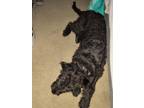 Adopt Storm a Black Labrador Retriever / Labradoodle / Mixed dog in Hanover