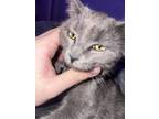 Adopt Yumi a Gray or Blue Domestic Shorthair / Mixed (short coat) cat in