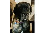 Adopt Miss Maggie May a Brindle English Mastiff / Mixed dog in Boise