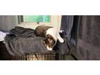Adopt Josie a Brown Tabby Domestic Shorthair / Mixed (short coat) cat in