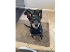 Adopt Dede a Black - with Tan, Yellow or Fawn Cattle Dog / Mixed Breed (Medium)