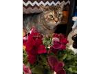 Adopt Heidi a Domestic Shorthair / Mixed (short coat) cat in Fond du Lac