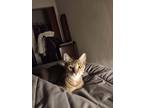 Adopt Monkey a Tan or Fawn (Mostly) Abyssinian / Mixed (short coat) cat in