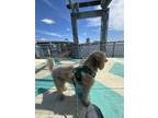 Adopt Stella a Tan/Yellow/Fawn Goldendoodle / Mixed dog in Jacksonville