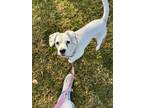Adopt Lexi a White Dalmatian / Labrador Retriever / Mixed dog in Olympia