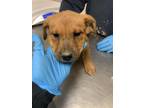 Adopt 55879541 a Brown/Chocolate Labrador Retriever / Rottweiler / Mixed dog in