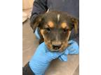 Adopt 55879640 a Black Labrador Retriever / Rottweiler / Mixed dog in Los Lunas