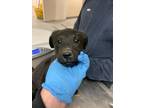 Adopt 55879652 a Black Labrador Retriever / Rottweiler / Mixed dog in Los Lunas