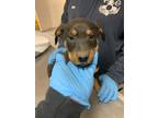 Adopt 55879562 a Black Labrador Retriever / Rottweiler / Mixed dog in Los Lunas