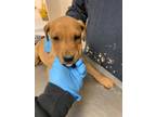 Adopt 55879525 a Brown/Chocolate Labrador Retriever / Rottweiler / Mixed dog in