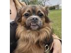 Adopt Nate Dogg a Red/Golden/Orange/Chestnut Mixed Breed (Small) / Mixed dog in