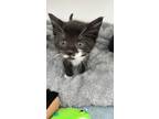Adopt Whiskery a All Black Domestic Shorthair / Domestic Shorthair / Mixed cat