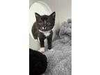 Adopt Martini a All Black Domestic Shorthair / Domestic Shorthair / Mixed cat in