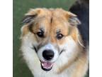 Adopt Maxwell a Black German Shepherd Dog / Chow Chow / Mixed (short coat) dog