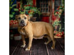 Adopt Rosie a Tan/Yellow/Fawn Mixed Breed (Medium) / Mixed dog in Anderson