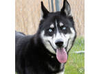 Adopt Gunner a Black Husky / Mixed dog in Potsdam, NY (41411449)