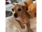 Adopt Popcorn a Tan/Yellow/Fawn Mixed Breed (Small) / Mixed dog in Covington