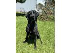 Adopt Skeeter a Black Labrador Retriever / Rottweiler / Mixed (short coat) dog