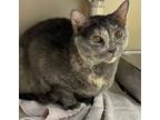 Adopt 24-0559 Marge a Gray or Blue Domestic Shorthair / Mixed Breed (Medium) /