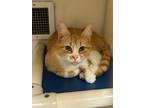 Adopt 24-0531 Macey a Orange or Red Domestic Shorthair / Domestic Shorthair /