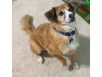 Adopt Rocco a Red/Golden/Orange/Chestnut Border Collie dog in Killeen
